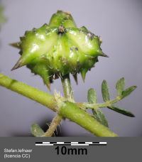 Tribulus, cuándo y cómo tomarlo