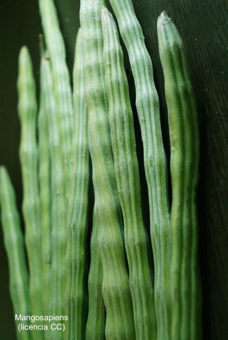 Moringa, fruto inmaduro