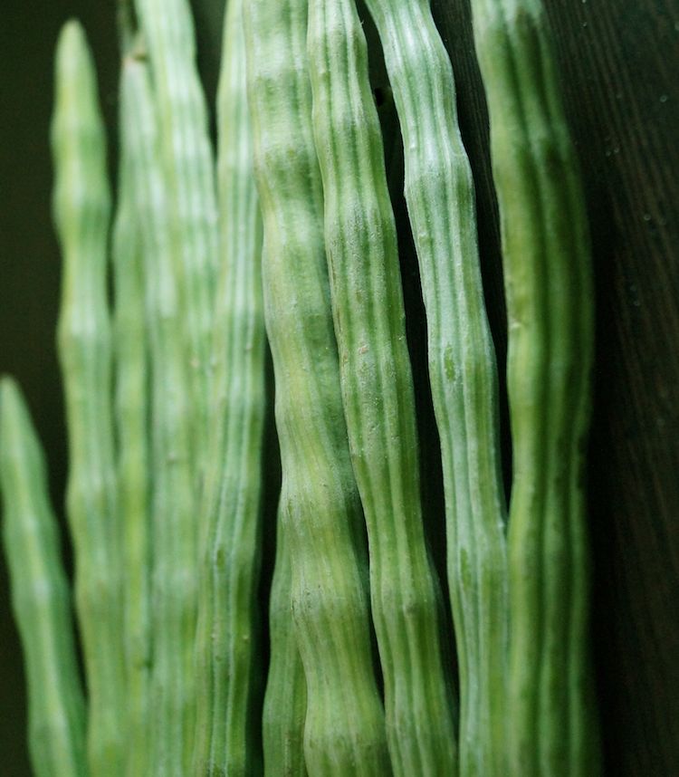 Moringa, fruto inmaduro