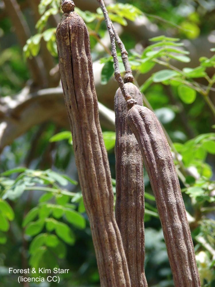 Moringa, fruto maduro