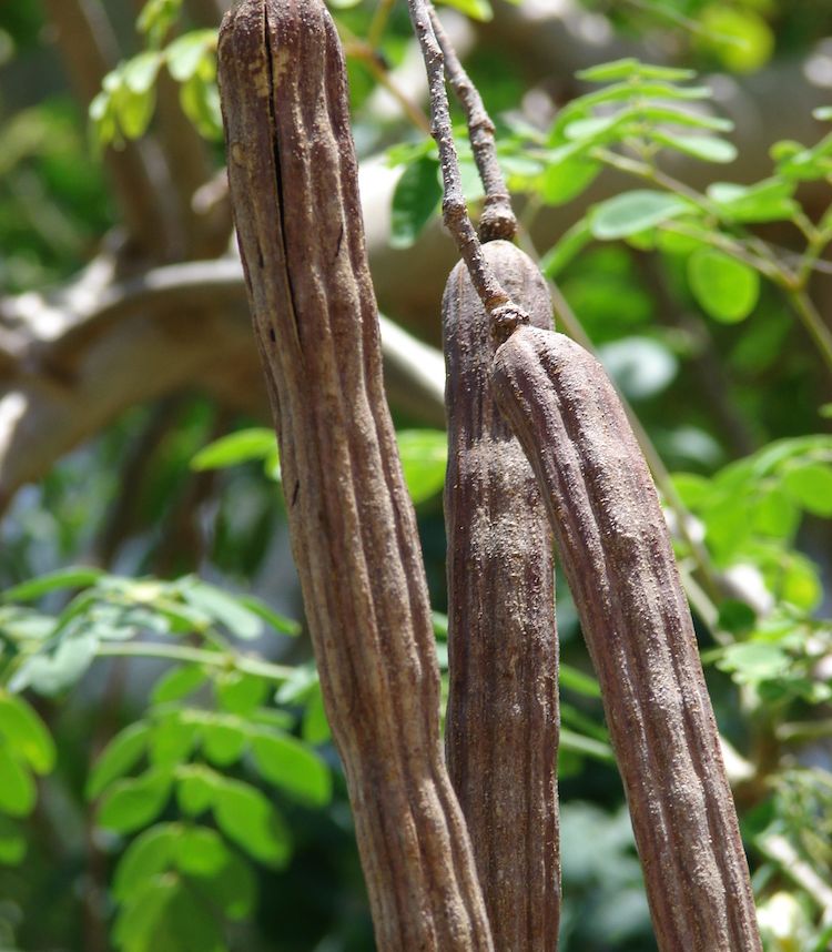 Moringa, fruto maduro