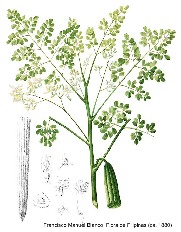 Moringa