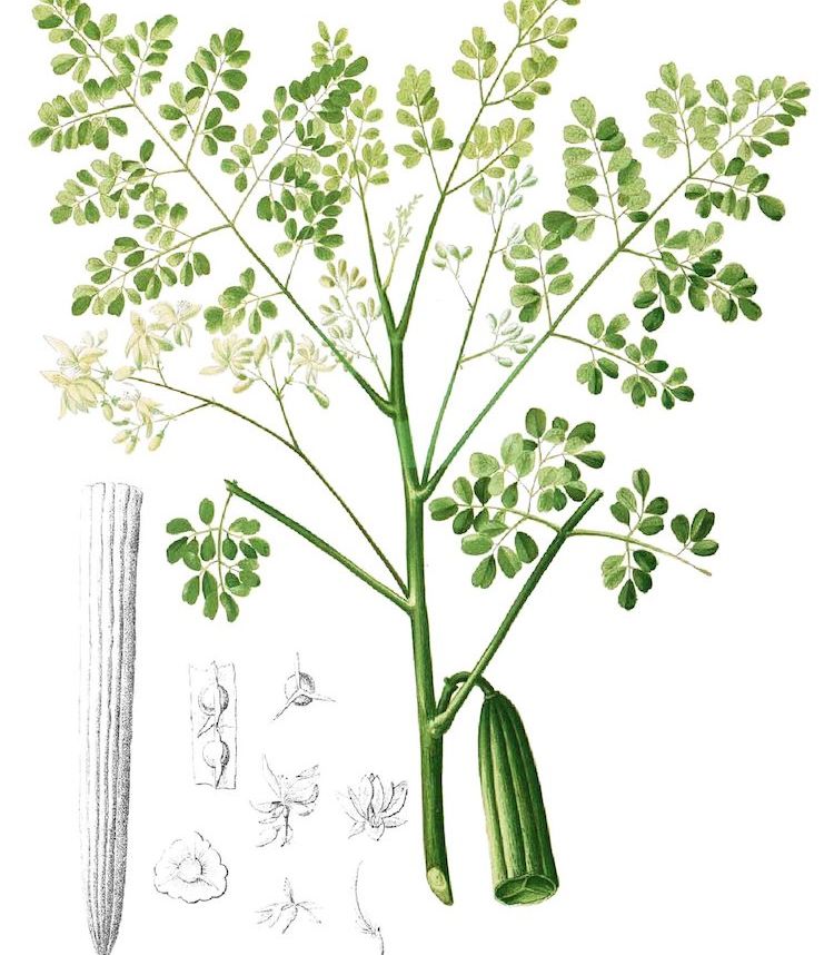 Moringa