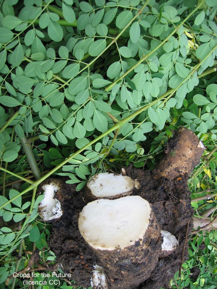 Moringa, hoja y raíz