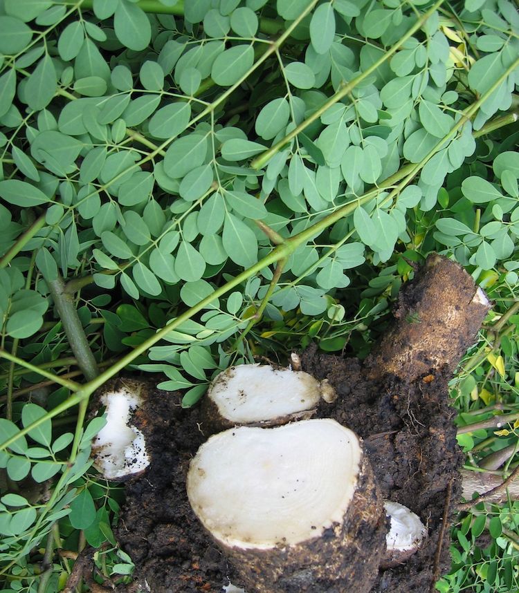 Moringa, hoja y raíz