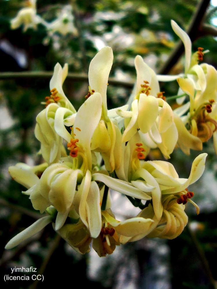 Moringa, flor