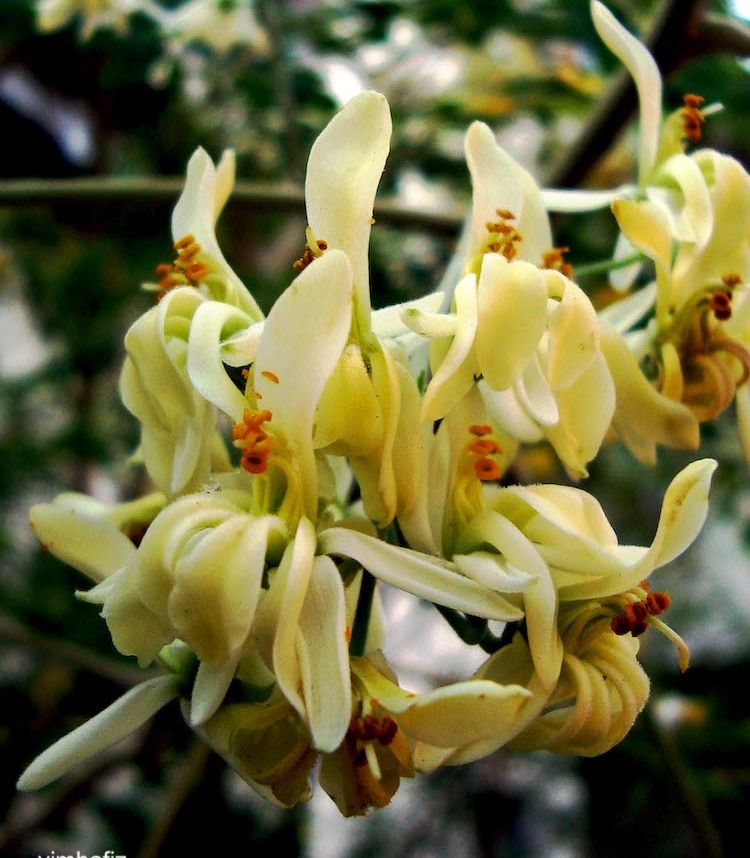 Moringa, flor