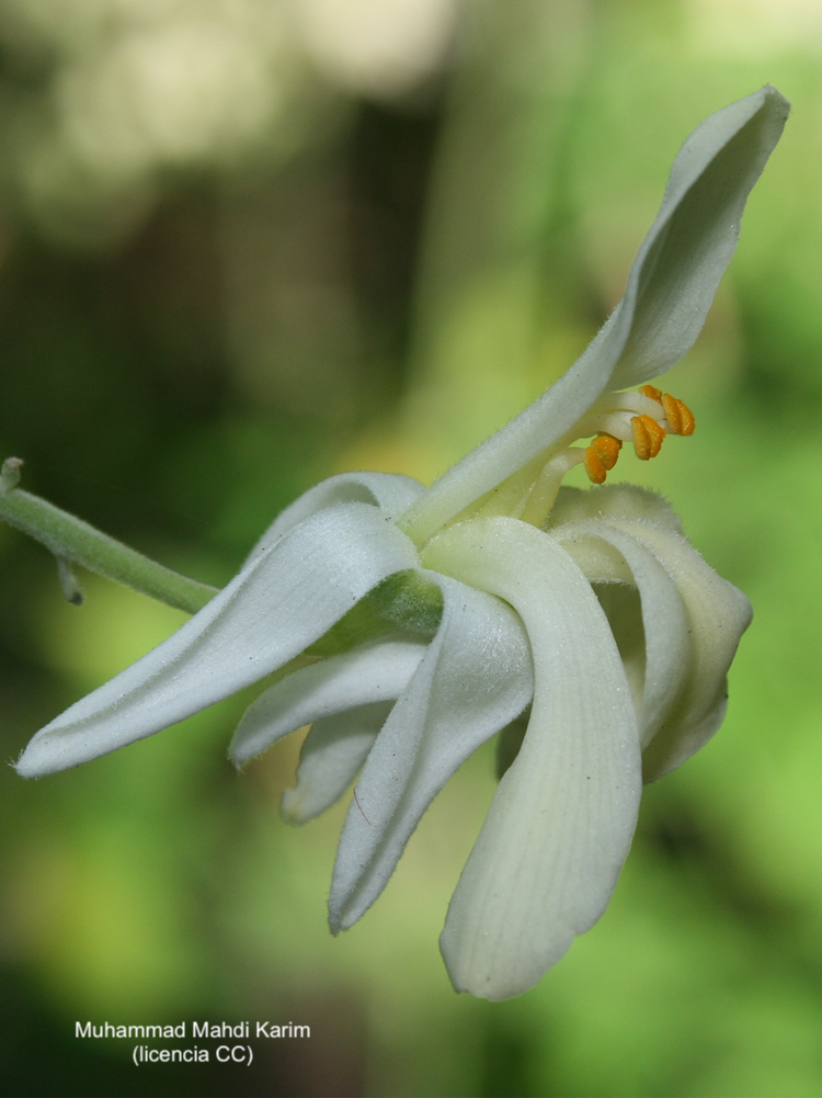 Moringa, flor