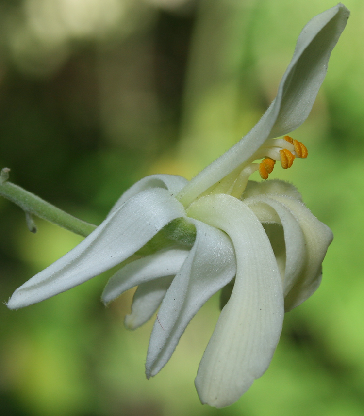 Moringa, flor