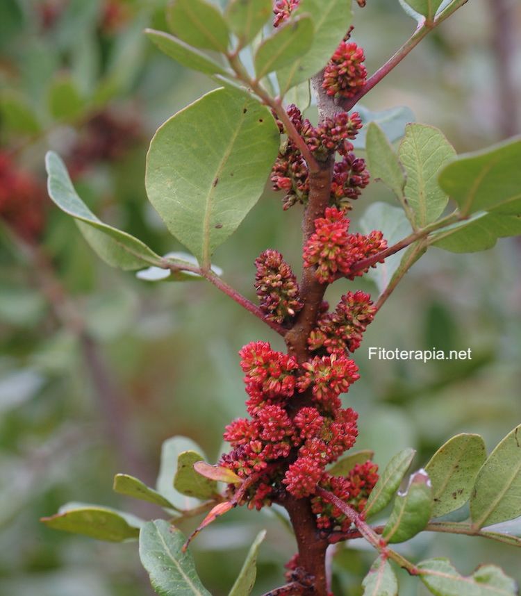 Lentisco, hoja y flor