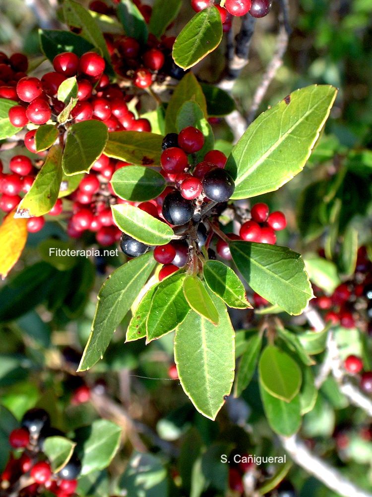 Lentisco, hoja y fruto