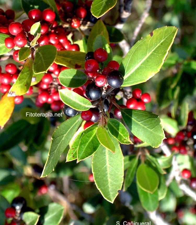 Lentisco, hoja y fruto