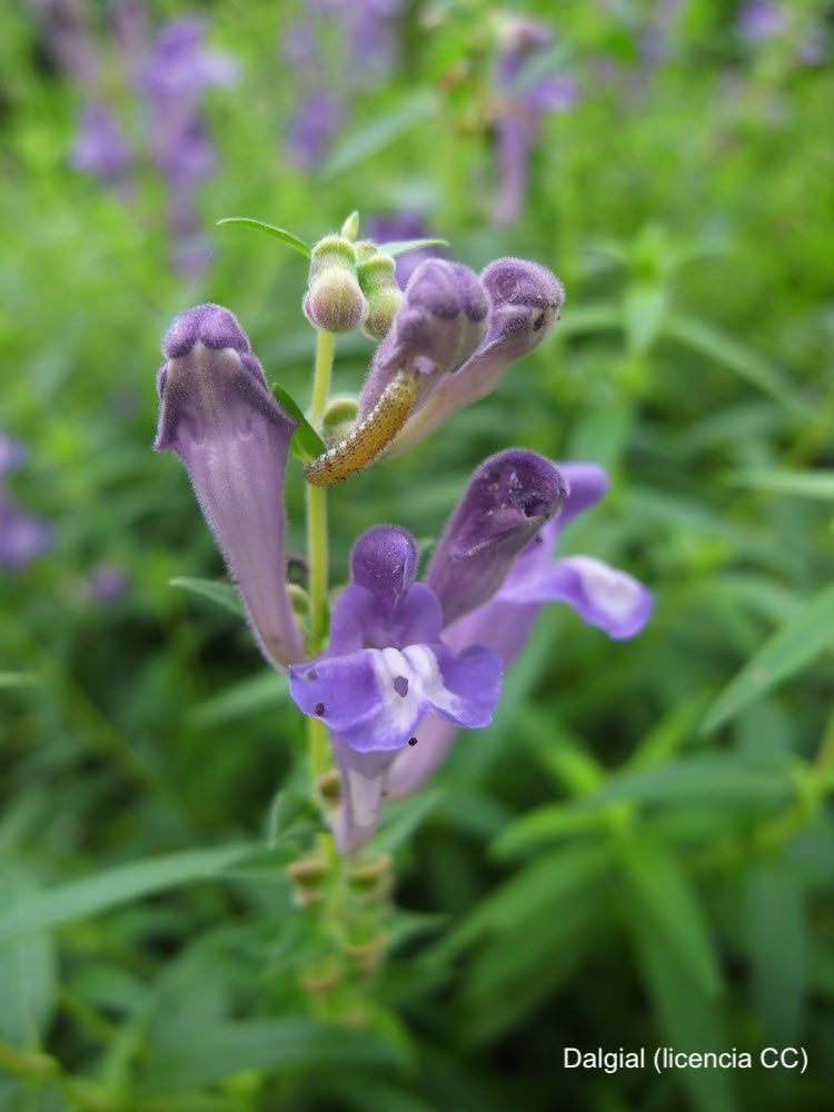 Escutelaria del lago Baical, flor