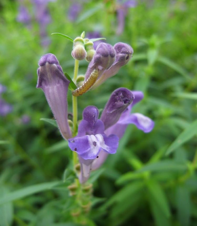 Escutelaria del lago Baical, flor