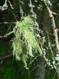 Revisión del género <i>Usnea</i>