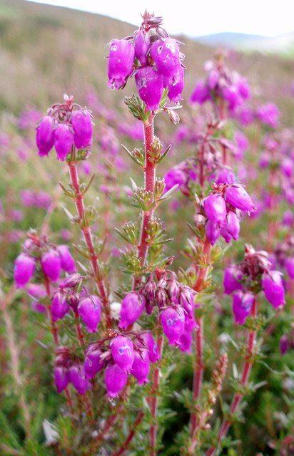 <i>Erica cinerea</i>. Foto: Gwen & James Anderson (CC)