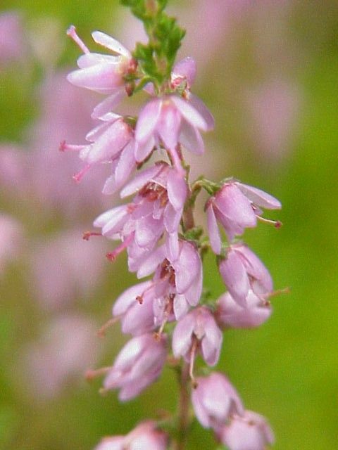 <i>Calluna vulgaris</i>. Foto: Kurt Stueber (CC)