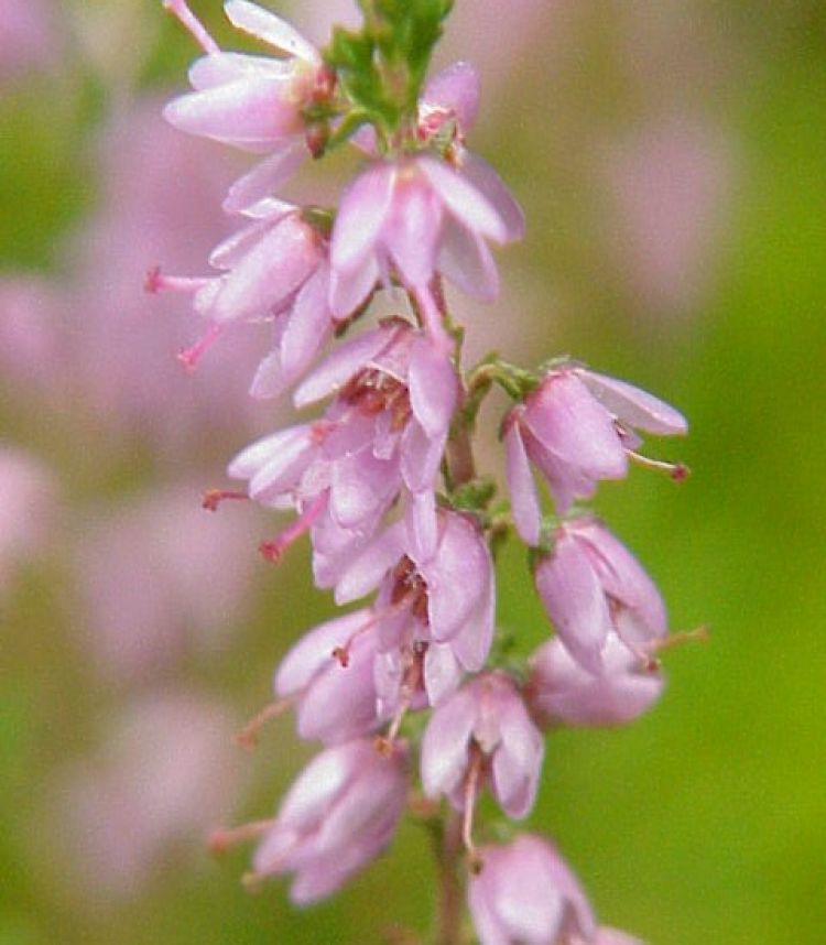 <i>Calluna vulgaris</i>. Foto: Kurt Stueber (CC)