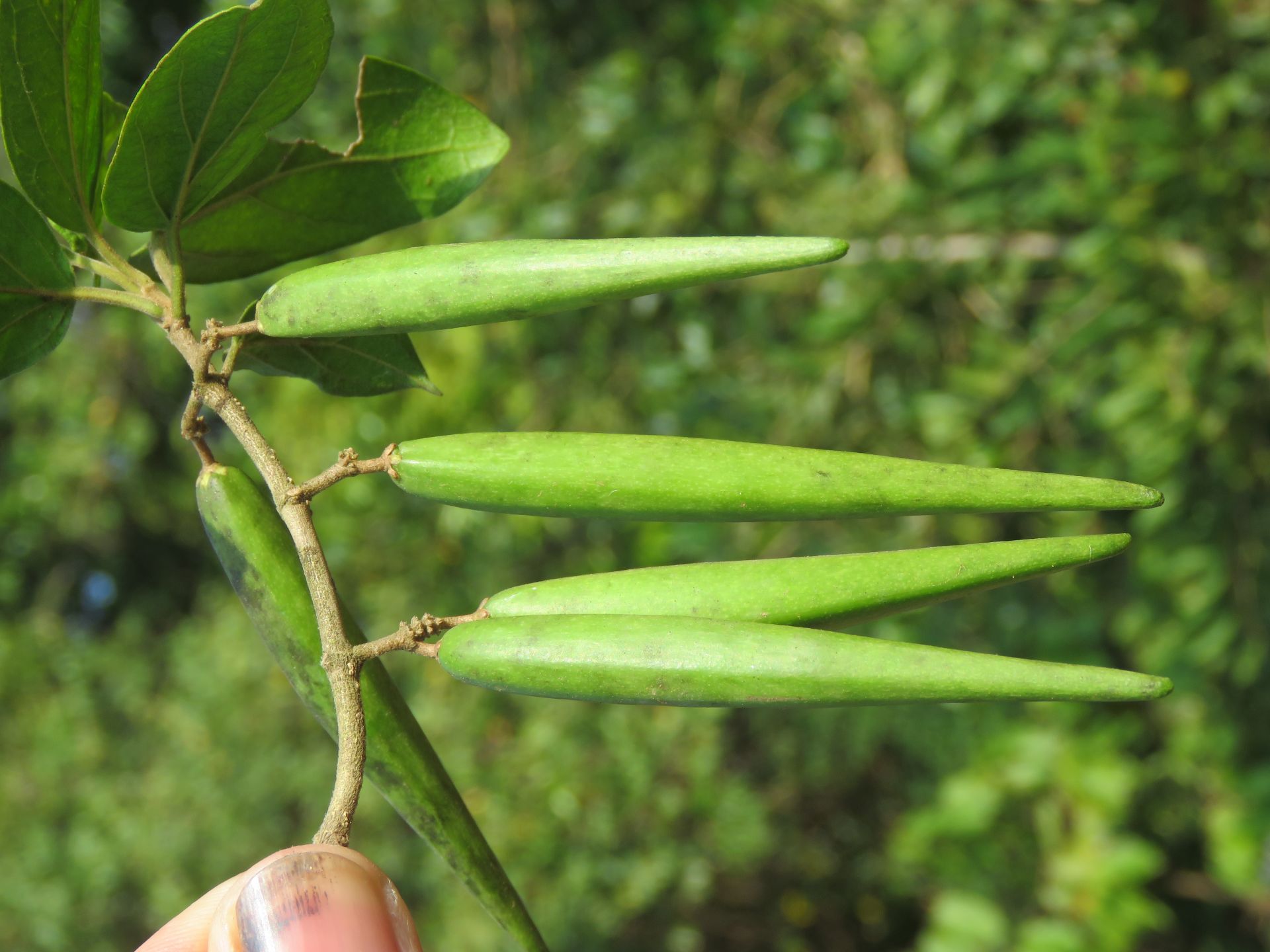 Fruto. Foto: Vinayaraj (licencia CC)