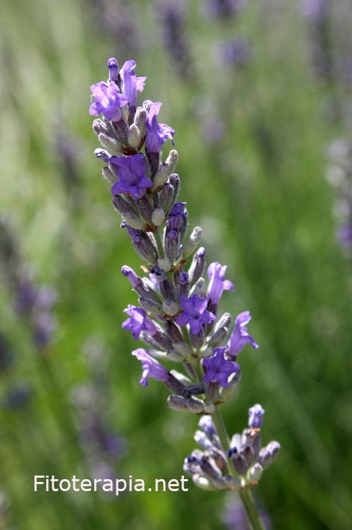 <i>Lavandula latifolia</i>. Foto: Salvador Cañigueral