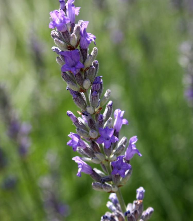 <i>Lavandula latifolia</i>. Foto: Salvador Cañigueral