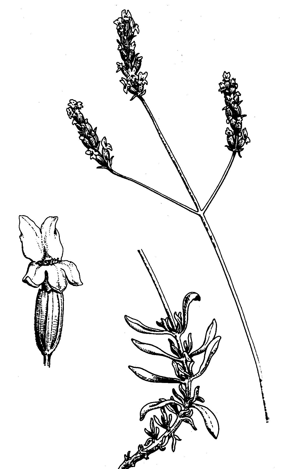 <i>Lavandula latifolia</i>. Foto: Remi.mahel (licencia CC)