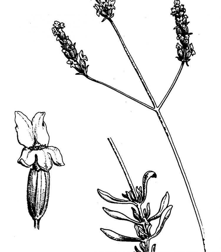 <i>Lavandula latifolia</i>. Foto: Remi.mahel (licencia CC)