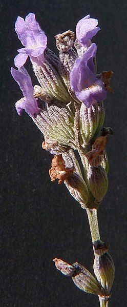 <i>Lavandula latifolia</i>. Foto: Bertrant.bui (licencia CC)