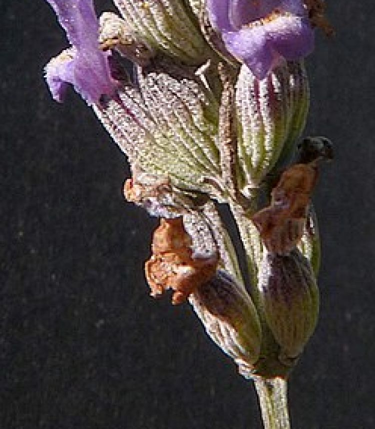 <i>Lavandula latifolia</i>. Foto: Bertrant.bui (licencia CC)