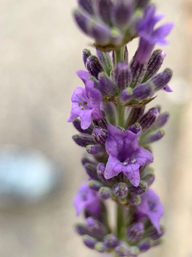 <i>Lavandula latifolia</i>. Foto: Flora Manu (licencia CC)