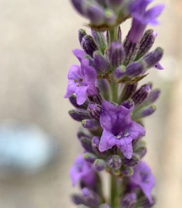 <i>Lavandula latifolia</i>. Foto: Flora Manu (licencia CC)