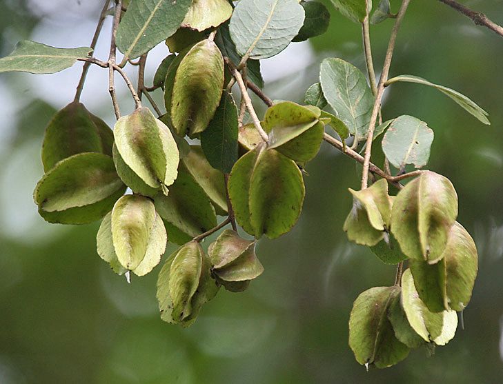 <i>Terminalia arjuna</i>. Foto: J.M.Garg (Licencia CC)