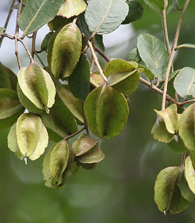 <i>Terminalia arjuna</i>. Foto: J.M.Garg (Licencia CC)