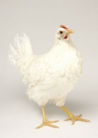 Fitoterapia en el control de la coccidiosis avícola