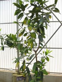 Plantas de la medicina tradicional tailandesa frente al cáncer 