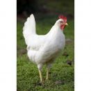 Suplementación con timol y carvacrol en salud avícola