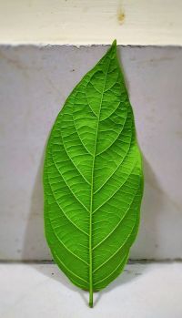 Etnofarmacología de <i>Cynanchum atratum</i>