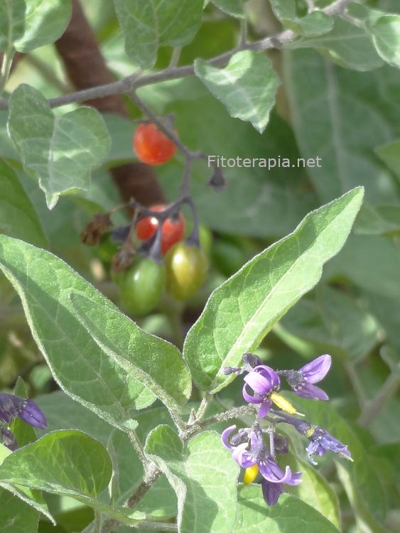 Dulcamara, flor y fruto