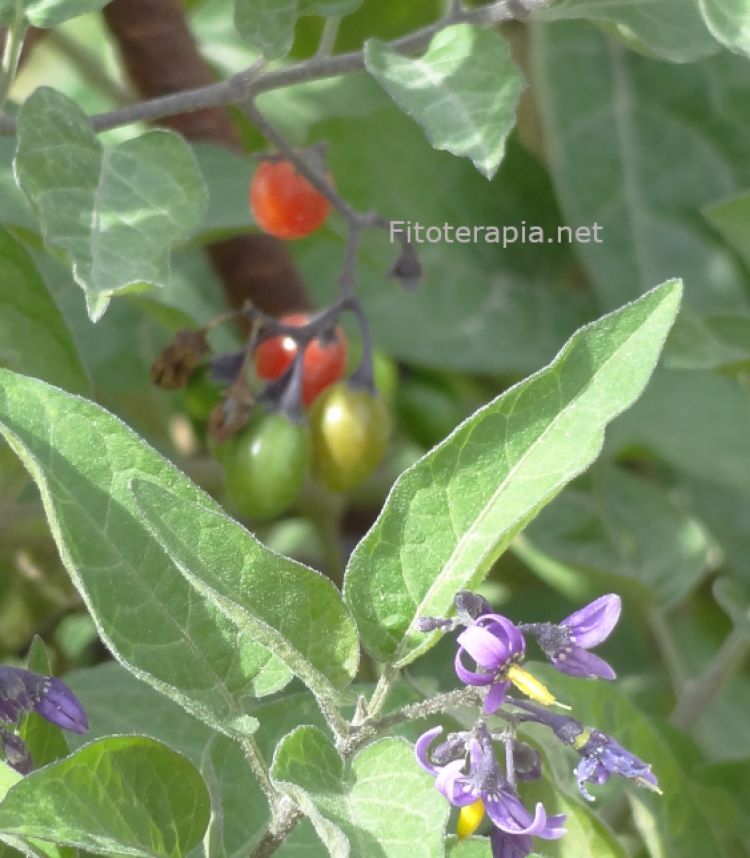 Dulcamara, flor y fruto