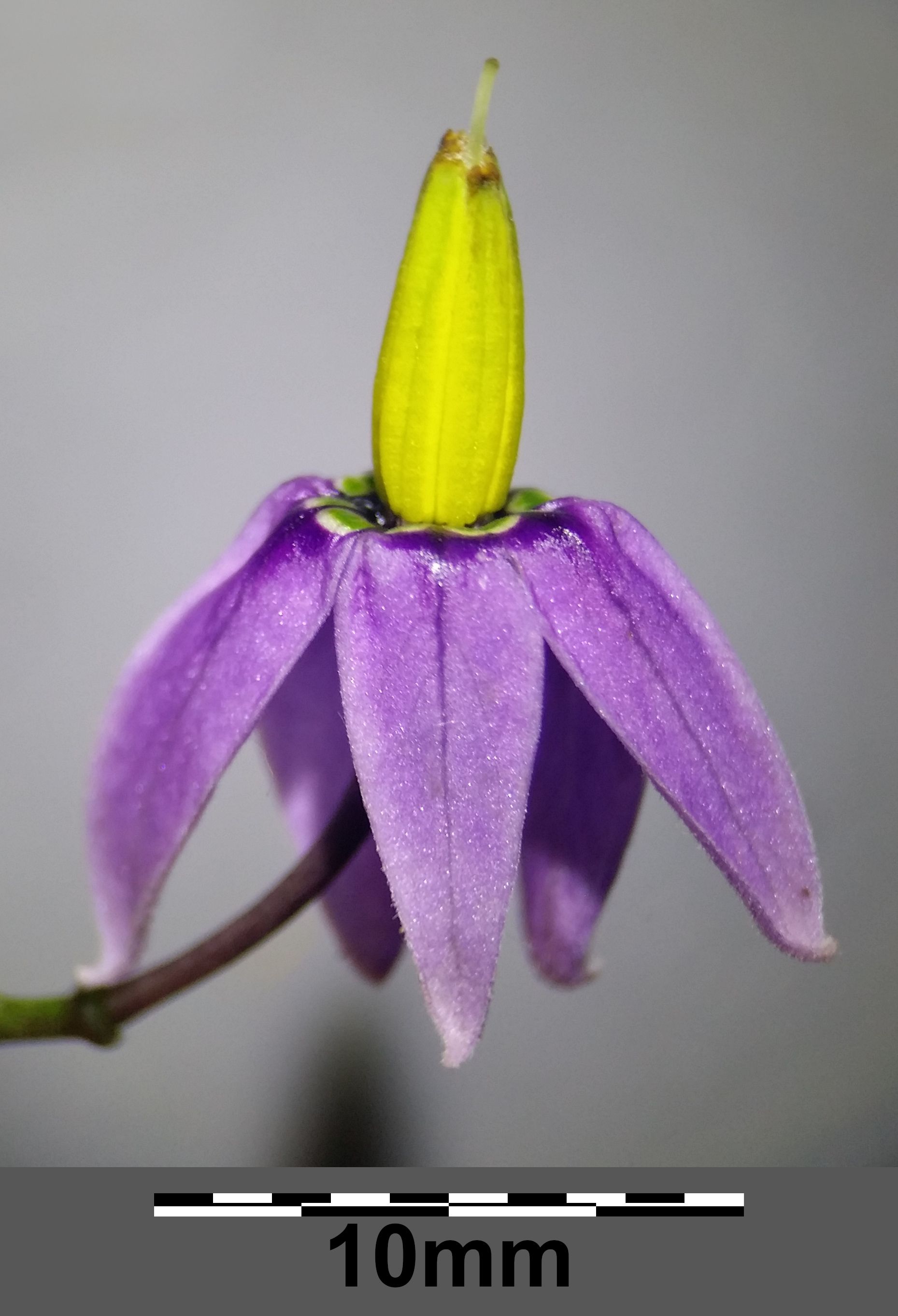 Dulcamara, flor. Foto: Stefan.lefnaer (licencia CC)