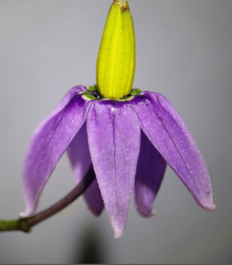 Dulcamara, flor. Foto: Stefan.lefnaer (licencia CC)