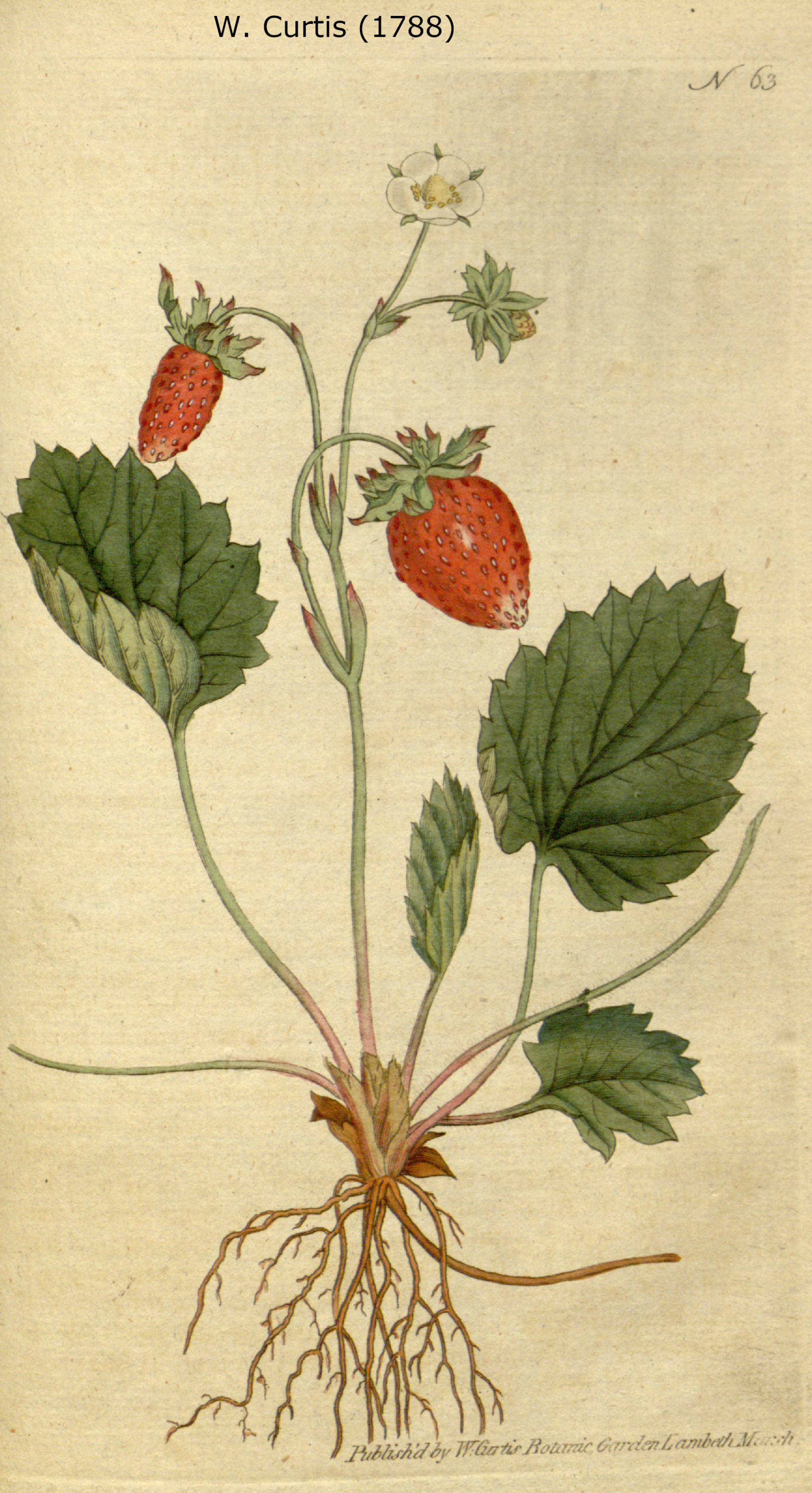 Ilustración: William Curtis. The Botanical Magazine (1788)