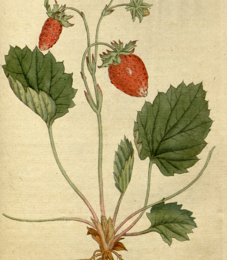 Ilustración: William Curtis. The Botanical Magazine (1788)