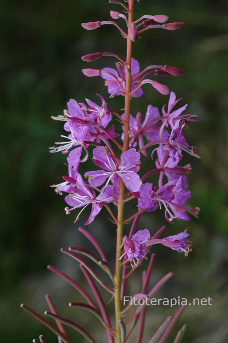 <i>Epilobium angustifolium</i>