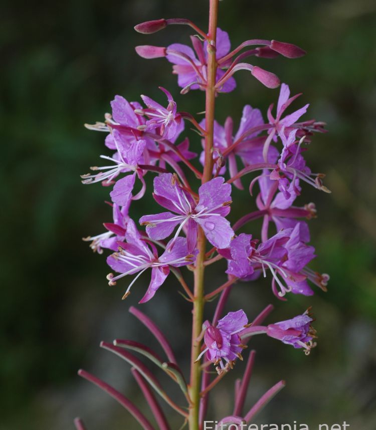 <i>Epilobium angustifolium</i>