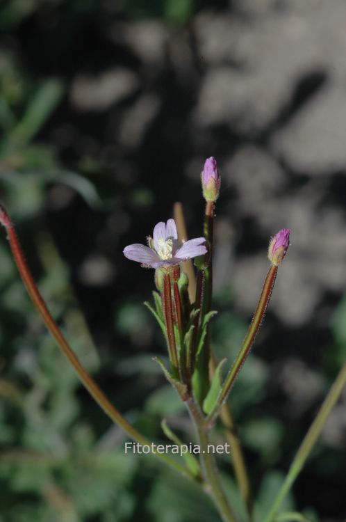 <i>Epilobium parviflorum</i>