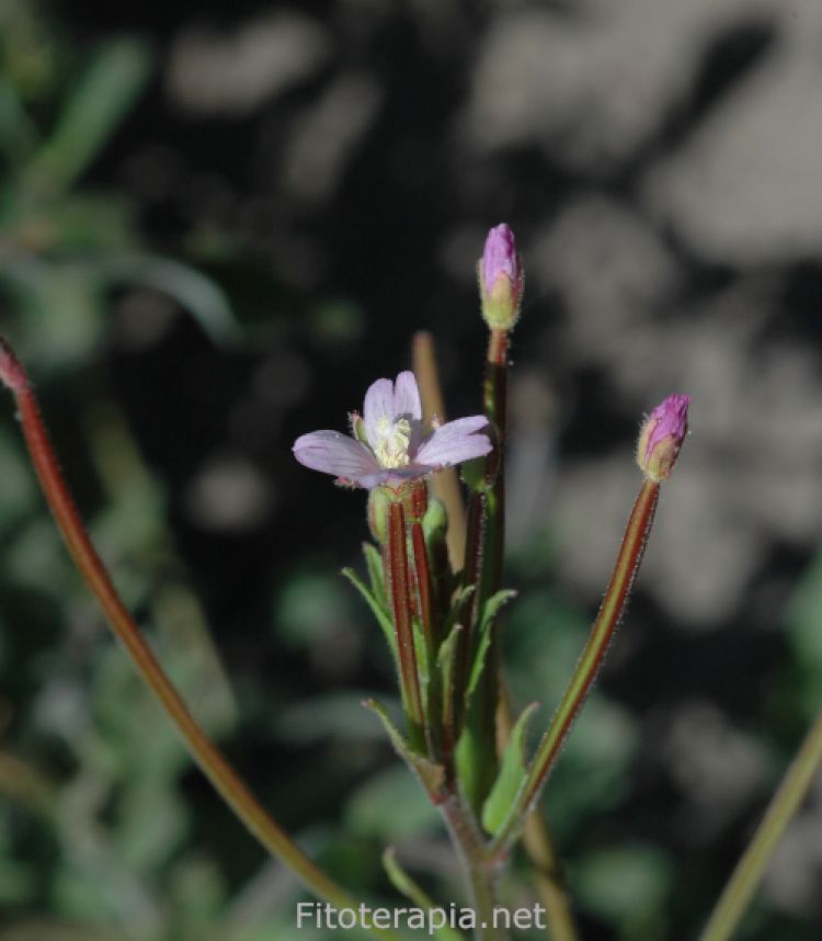 <i>Epilobium parviflorum</i>