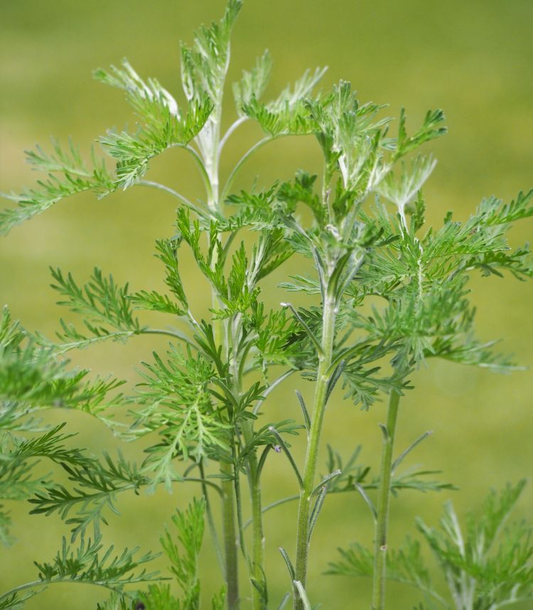 <i>Artemisia abrotanum</i>. Foto: Agnieszka Kwiecień (licencia CC)