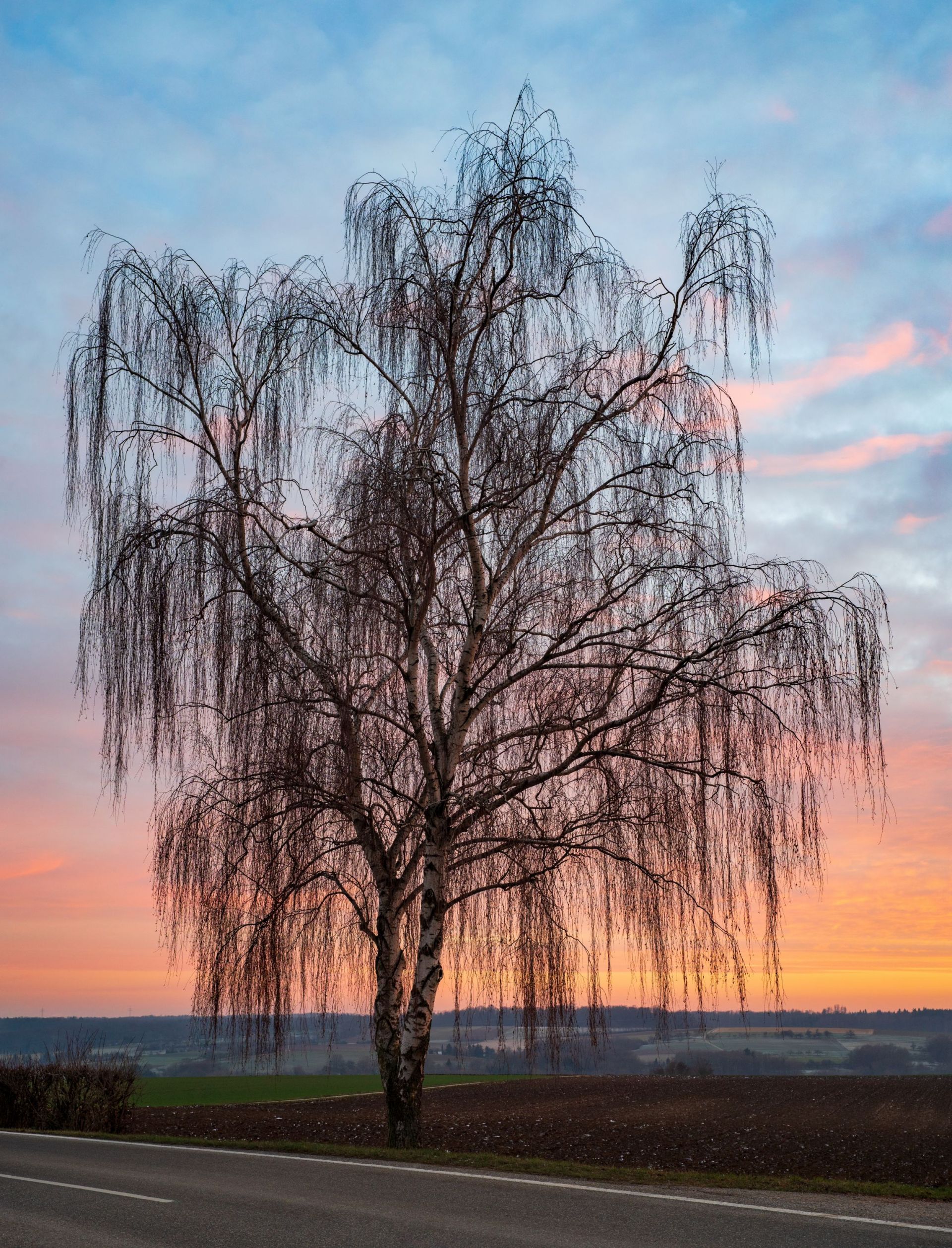 <i>Betula pendula</i>. Foto: Roman-Eisele (licencia CC)