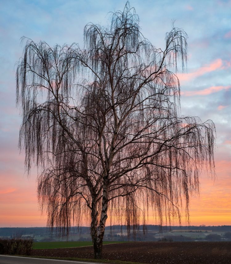 <i>Betula pendula</i>. Foto: Roman-Eisele (licencia CC)